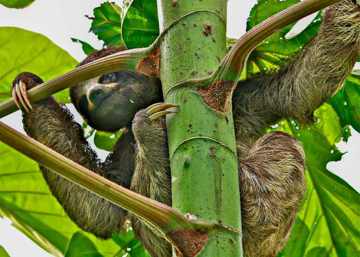 Amazon Muyuna Lodge Paraiso Luaran gambar