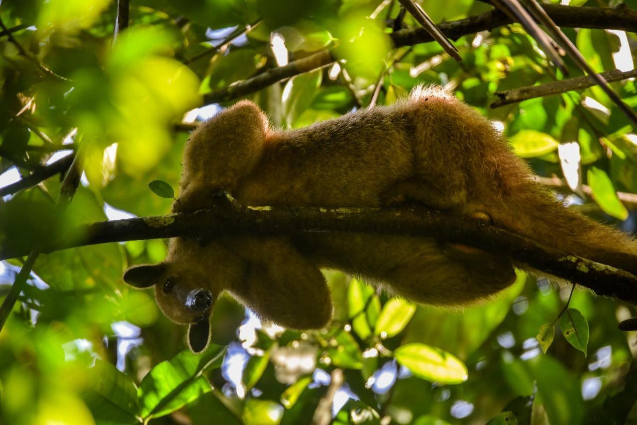 Amazon Muyuna Lodge Paraiso Luaran gambar