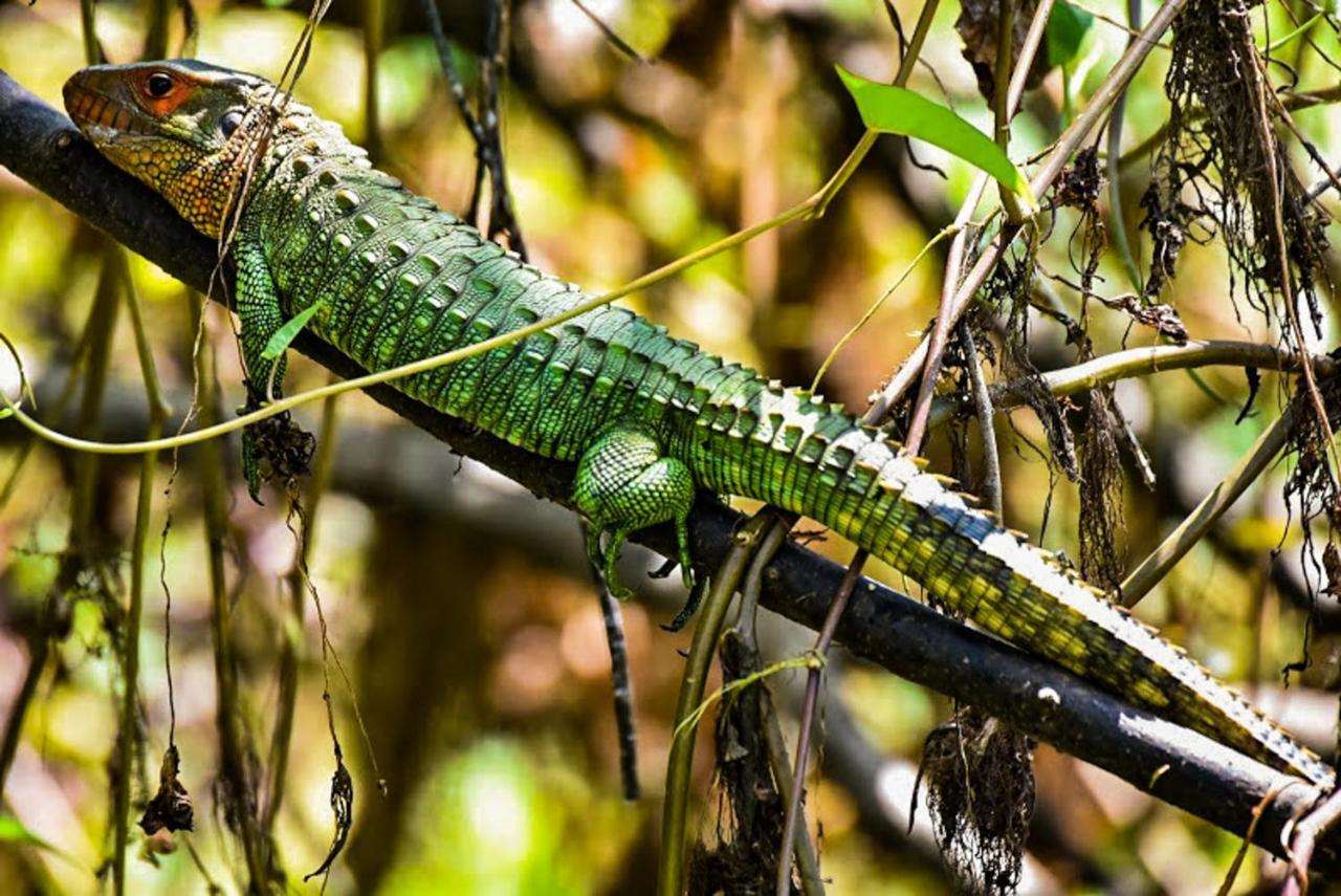 Amazon Muyuna Lodge Paraiso Luaran gambar