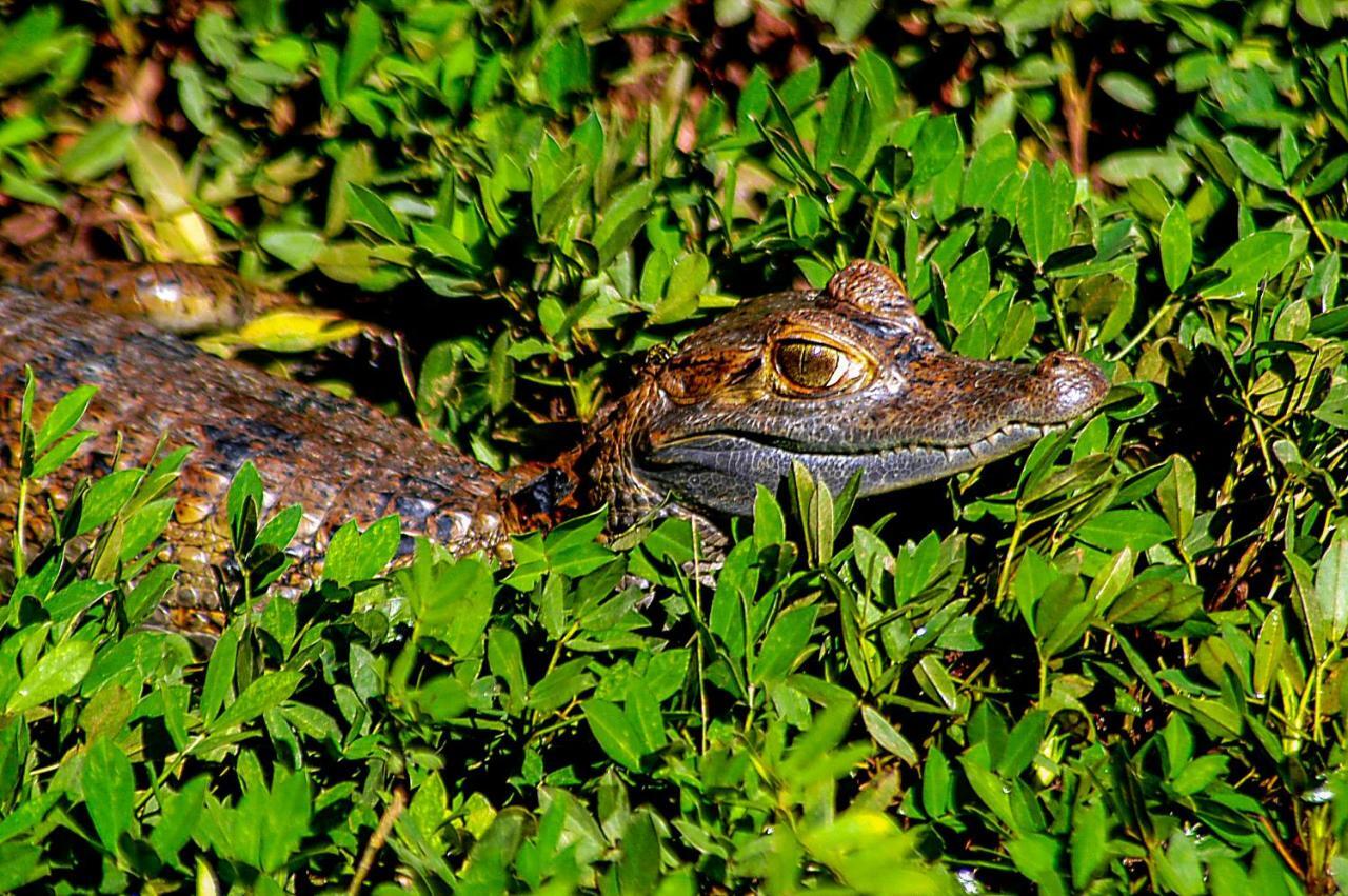 Amazon Muyuna Lodge Paraiso Luaran gambar