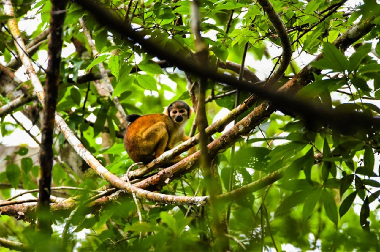 Amazon Muyuna Lodge Paraiso Luaran gambar