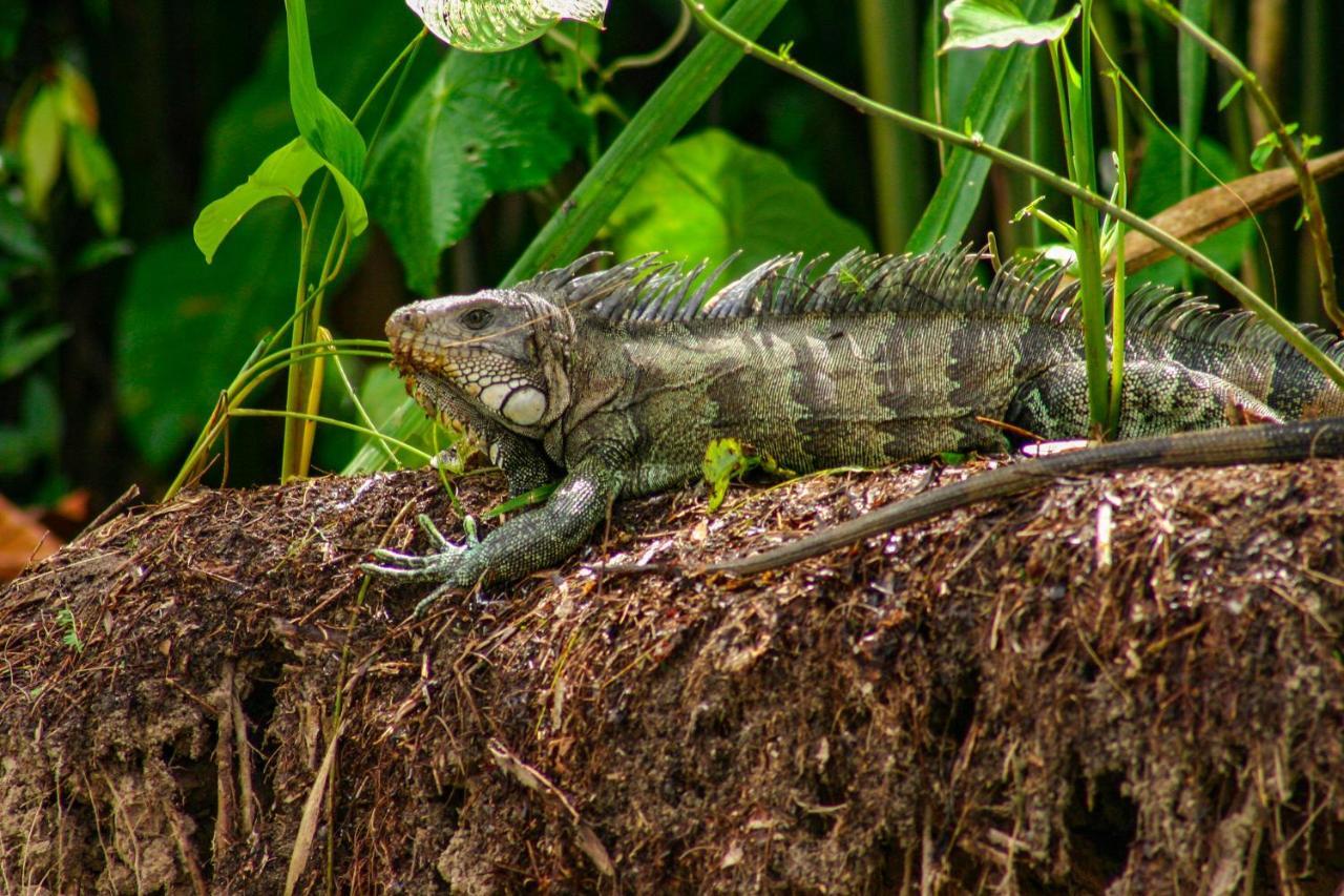 Amazon Muyuna Lodge Paraiso Luaran gambar