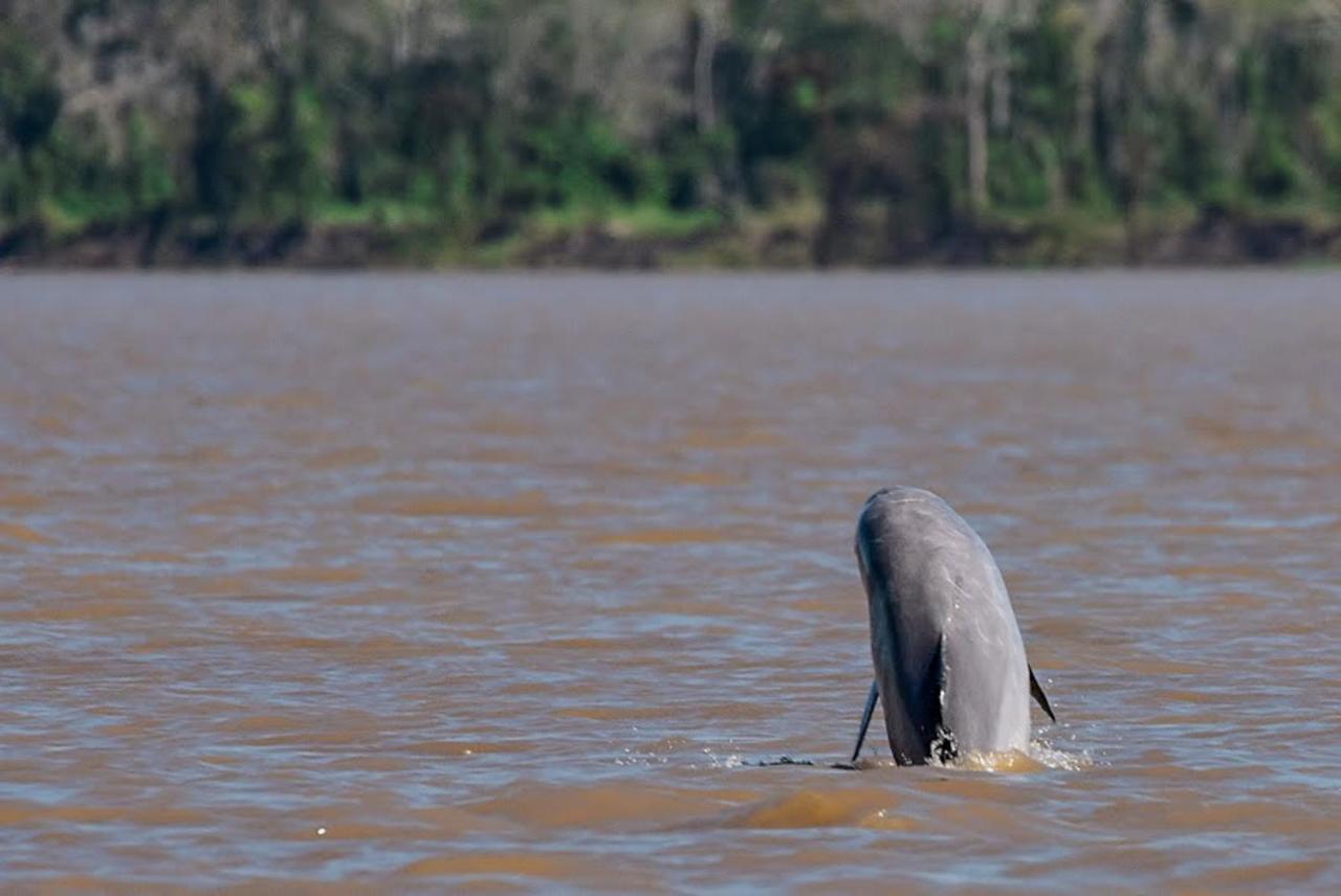 Amazon Muyuna Lodge Paraiso Luaran gambar