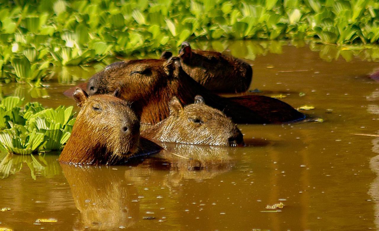 Amazon Muyuna Lodge Paraiso Luaran gambar