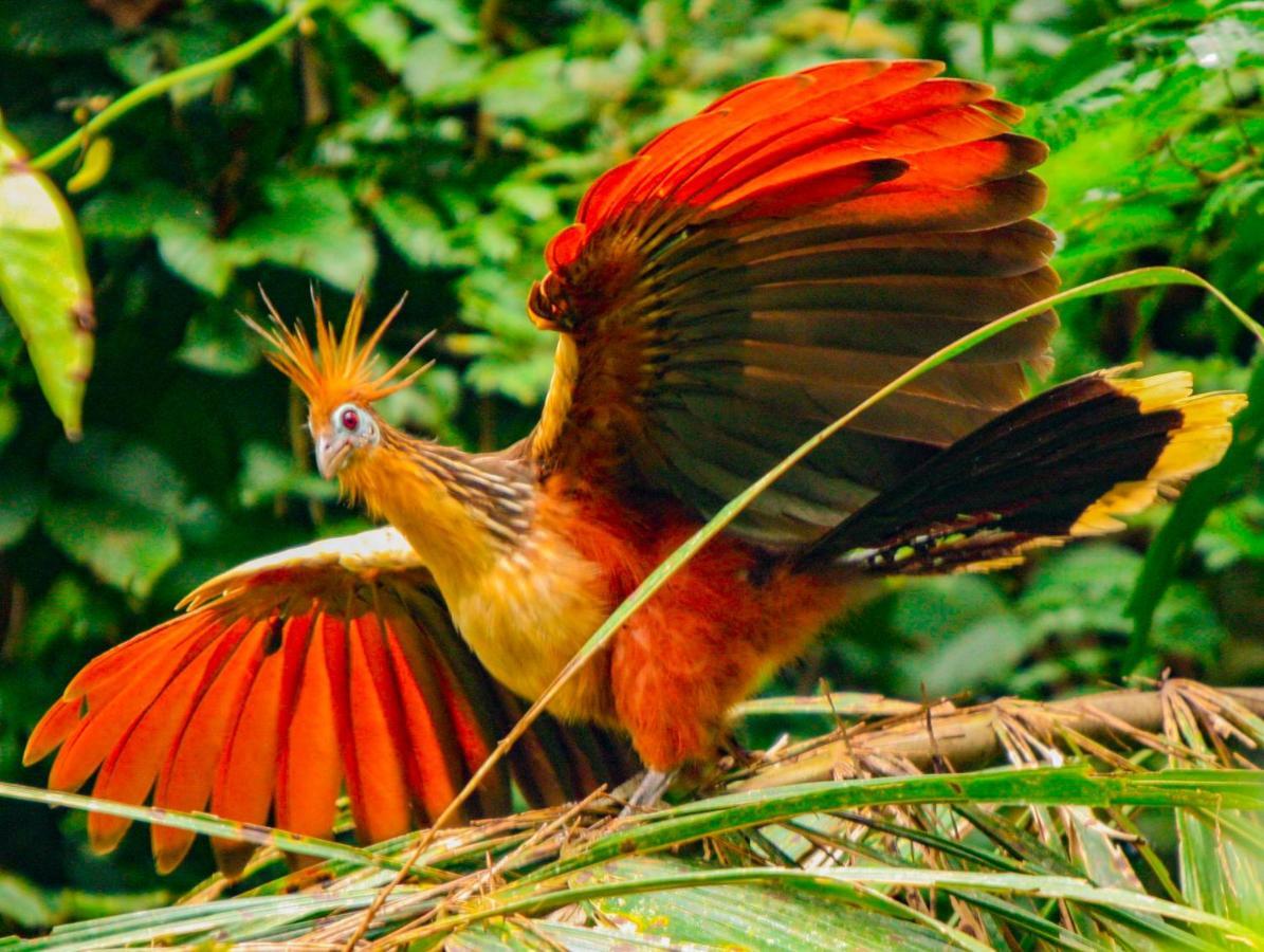 Amazon Muyuna Lodge Paraiso Luaran gambar