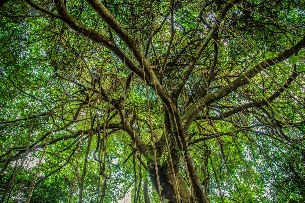 Amazon Muyuna Lodge Paraiso Luaran gambar