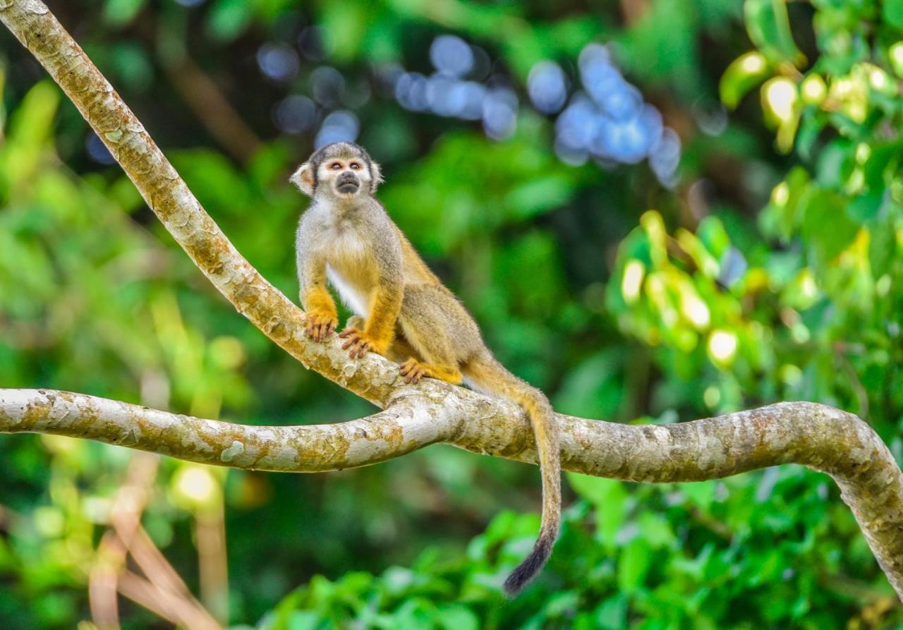 Amazon Muyuna Lodge Paraiso Luaran gambar
